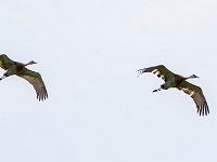 A1B0626c  Sandhill Cranes (Antigone canadensis) - pair